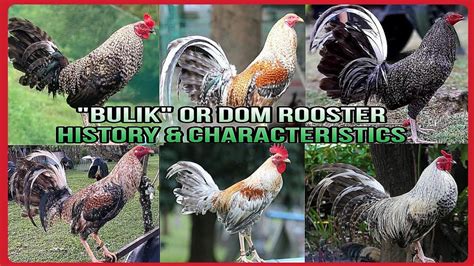 Dom (Bulik) Gamefowl Breed Profile .